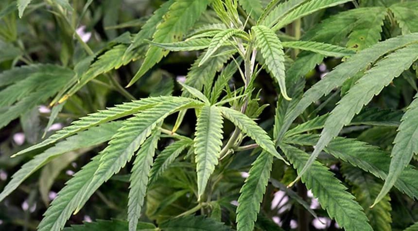 Marijuana Decriminalization Could Help Republicans Win Elections